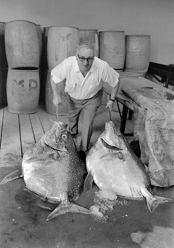 Rare fish at Marine Products, New Bedford