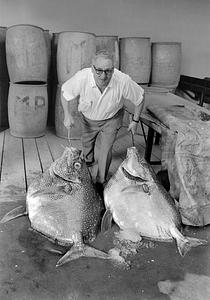 Rare fish at Marine Products, New Bedford