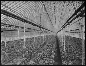 Lettuce(?) in greenhouse