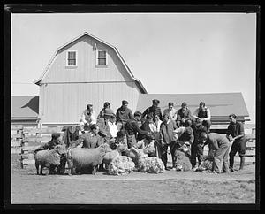 Sheep shearing contest, Amherst, MA
