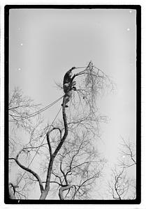 Tree maintenance, Boston Common