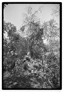 Uprooted tree