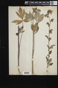 Nabalus altissimus