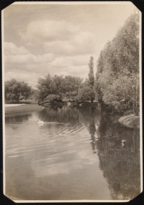 Erskine Park: swan floating in pond