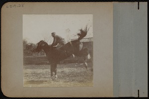 Horse kicking with rider