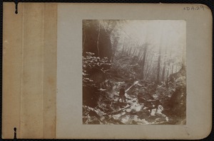 Man sitting on a fallen tree in the woods