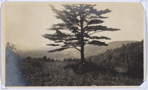 Pine tree near site of old Woosley House