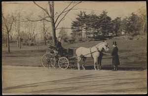 Miss Kate Cary: driving a horse-drawn carriage
