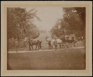 Miss Kate Cary: driving a horse-drawn carriage