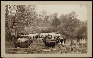 Cattle by a river