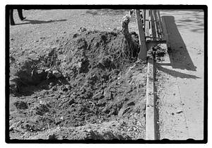 Tree root excavation