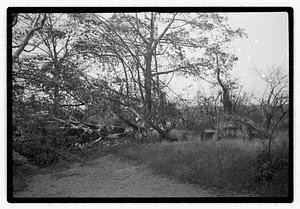 Damaged tree
