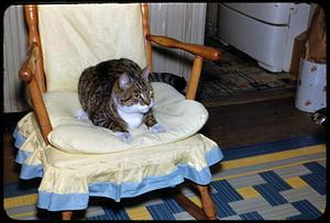 Mittons