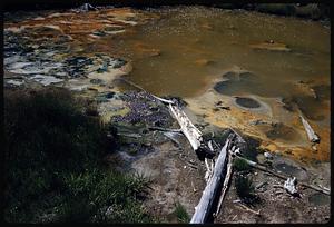 Driftwood on ground by brown water, Yellowstone National Park