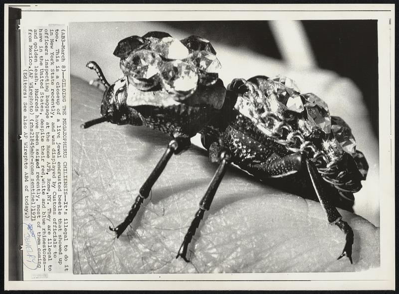 Gilding The Magazopherus Chiliensis--It’s illegal to do it too. This is a closeup of a live jewel encrusted beetle that showed up in New York State recently, and was displayed by Customs officials to officers inspecting baggage at the Rome AFB, Rome,NY. They are illegal to have in the United States, despite their red,white and blue rhinestones-- and golden leash. Hundreds have been seized recently, most of them coming from Mexico.