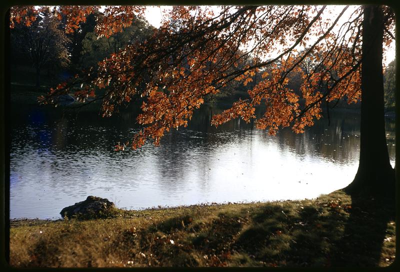 Tree showing fall foliage next to a body of water
