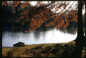 Tree showing fall foliage next to a body of water