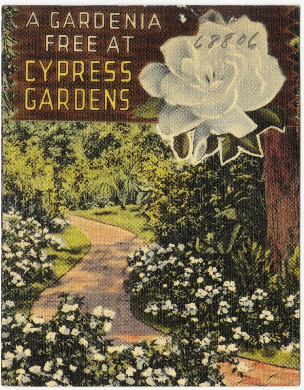 A gardenia free at cypress gardens