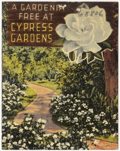 A gardenia free at cypress gardens