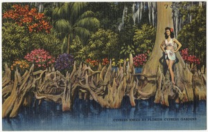 Cypress knees at Florida Cypress Gardens