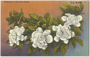 Gardenias to you from Florida