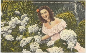 Hydrangea time in Florida Cypress Gardens