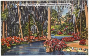 Azalea fringed lagoon in cypress gardens in sunny Florida