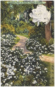 Gardenia time in Florida Cypress Gardens