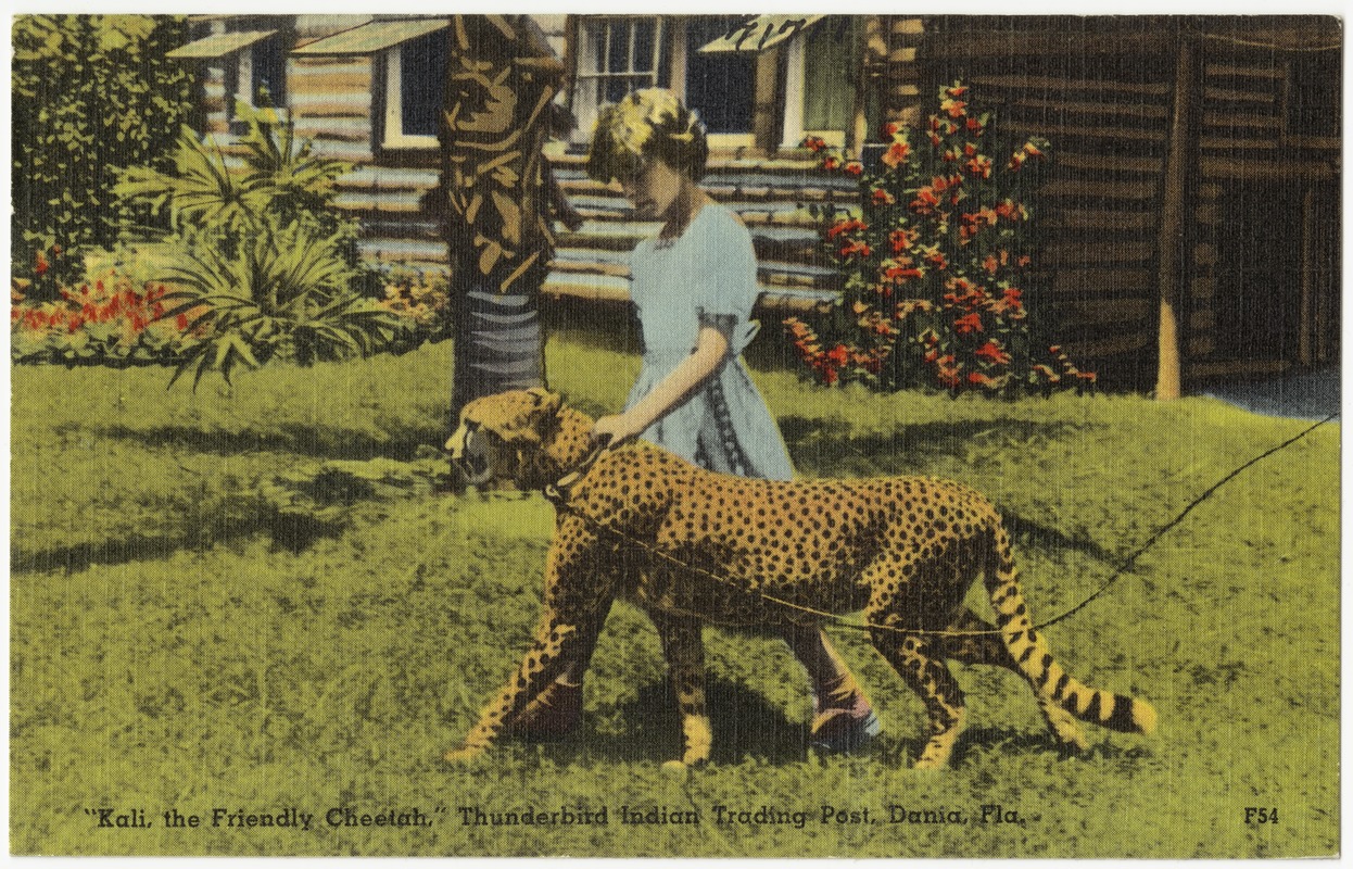 "Kali the friendly cheetah," Thunderbird Indian Trading Post, Dania, Florida
