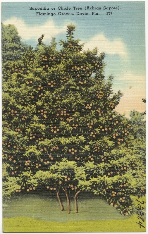 Sapodilla or Chicle Tree (Achras Sapote), Flamingo Groves, Davie ...