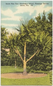 Screw Pine Tree (Pandanus Utilus), Flamingo Groves, Davie, Florida