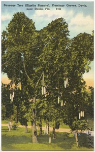 Sausage Tree (Kigelia Pinnata), Flamingo Groves, Davie, near Dania, Florida