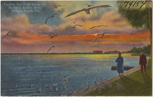 Feeding seagulls along the beautiful Halifax River, Daytona Beach, Florida