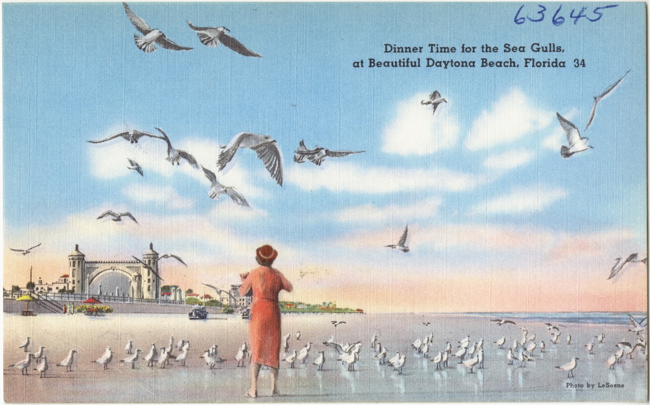 Dinner time for the seagulls, at beautiful Daytona Beach, Florida