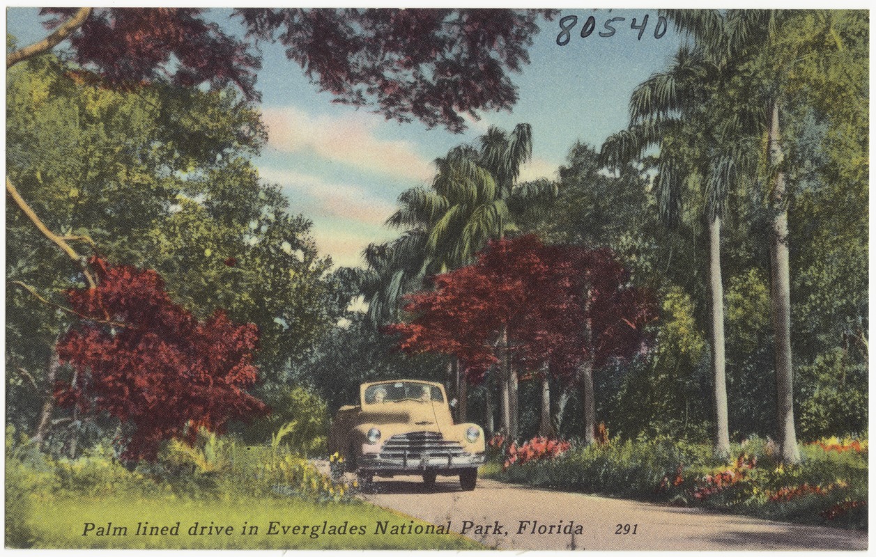 Palm lined drive in Everglades National Park, Florida