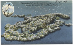 Thousands of egrets decorate the mangrove island in newly opened Everglades National Park, Florida