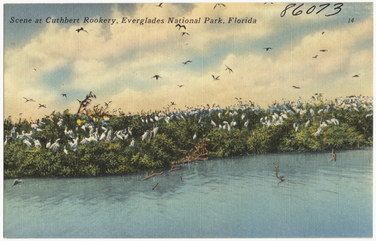 Scene at Cuthbert Rookery, Everglades National Park, Florida Digital