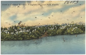 Scene at Cuthbert Rookery, Everglades National Park, Florida