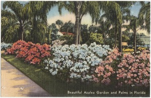 Beautiful Azalea garden and palms in Florida