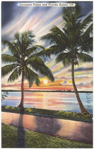 Cocoanut palms and Florida sunset