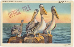 The pelican family of Florida