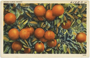 Golden Florida oranges