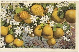 Grapefruit and blossoms in Florida