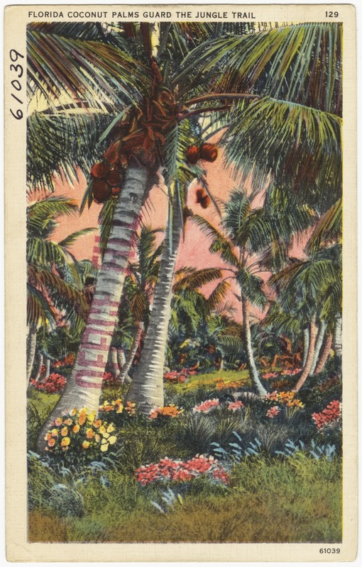 Florida coconut palms guard the jungle trail