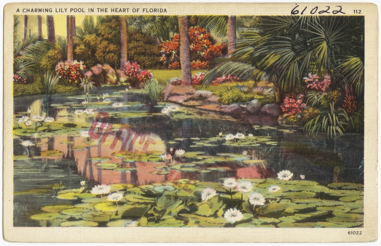 A charming lily pool in the heart of Florida