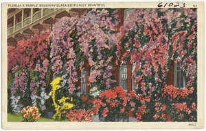 Florida's purple Bougainvillea- exotically beautiful