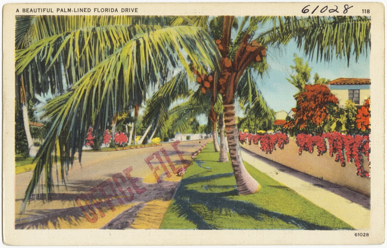 A beautiful palm-lined Florida drive