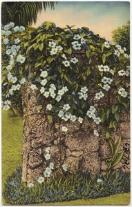 Thumbergia Grandiflora