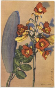 Blossoms and fruit of the sausage tree (Kigelia Pinnata)