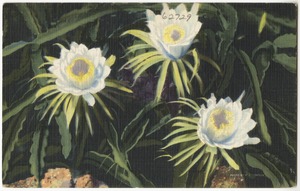 Night-Blooming Cereus